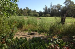 golf-course-from-garden